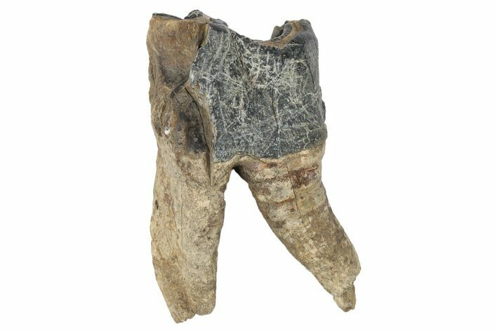 Fossil Woolly Rhino (Coelodonta) Tooth - Siberia #231056